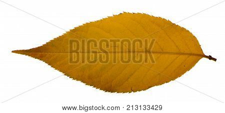 Yellow sakura leaf isolated on white background.