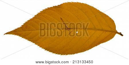 Yellow sakura leaf isolated on white background.