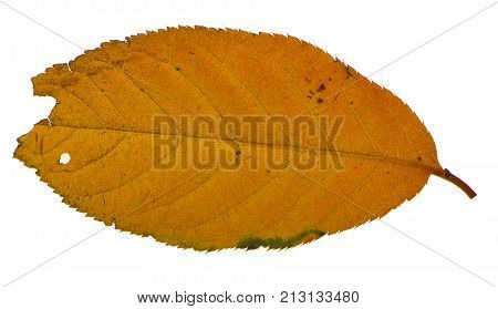 Yellow sakura leaf isolated on white background.