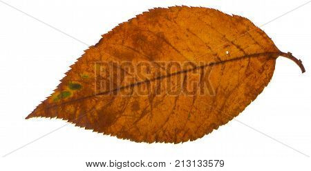 Yellow sakura leaf isolated on white background.