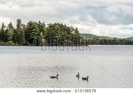 Ducks swimming on lake of two rivers in algonquin national park ontario canada, wildlife background