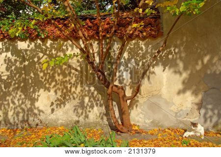 Autunno e gatto