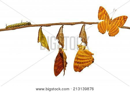 Isolated Life Cycle Of Common Maplet (chersonesia Risa ) Butterfly Hanging On Twig