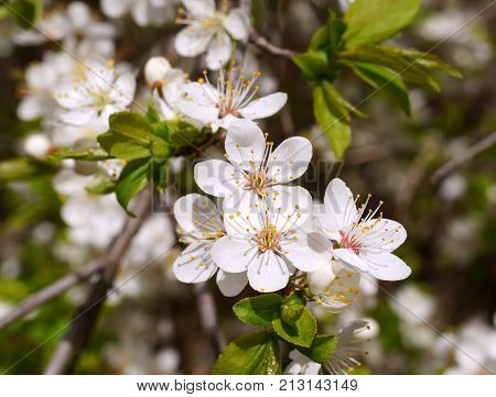 spring bloom beautiful season beauty blooming blue cherry flower