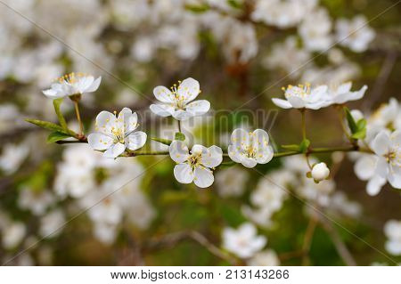 spring bloom beautiful season beauty blooming blue cherry flower