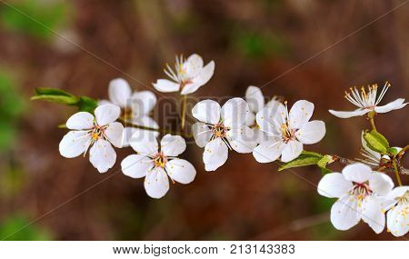 spring bloom beautiful season beauty blooming blue cherry flower