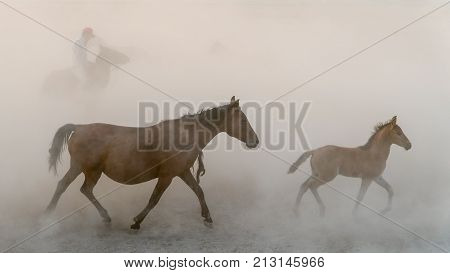 Kayseri Turkey August 2017: Horses running gallop n group in dust