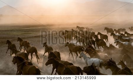 Kayseri Turkey August 2017: Horses running gallop n group in dust