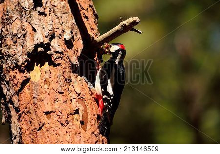 Woodpecker at the entrance of the nest with food in the beak to feed its chicks,
 Dendrocopos major, Canary islands