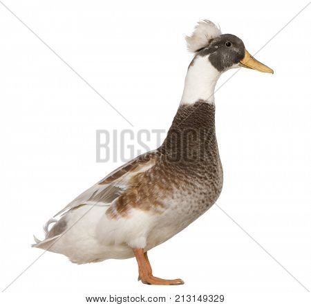 Male Crested Duck, 3 years old, standing in front of white background