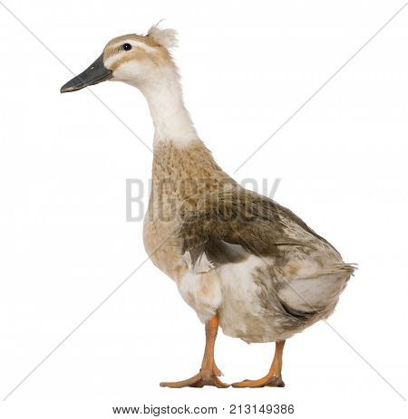 Female Crested Duck, 3 years old, standing in front of white background