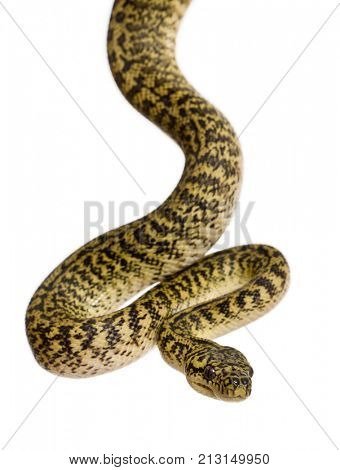 Morelia spilota variegata, a subspecies of python, against white background