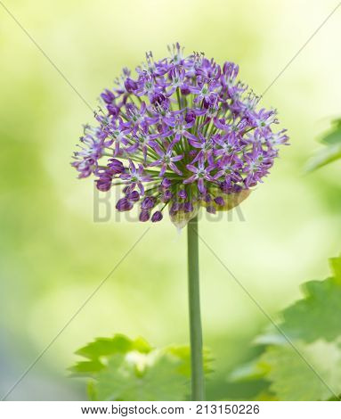 purple flower in nature . In the park in nature