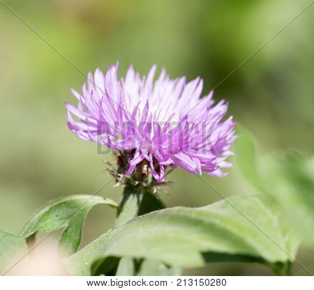 purple flower in nature . In the park in nature