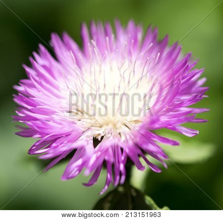 purple flower in nature . In the park in nature