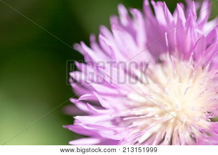 purple flower in nature . In the park in nature
