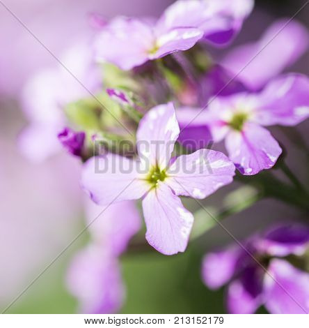 purple flower in nature . In the park in nature