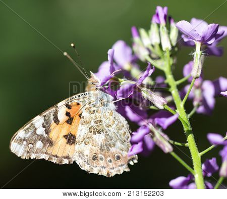 butterfly in nature . In the park in nature