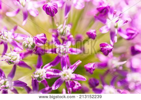 purple flower in nature . In the park in nature