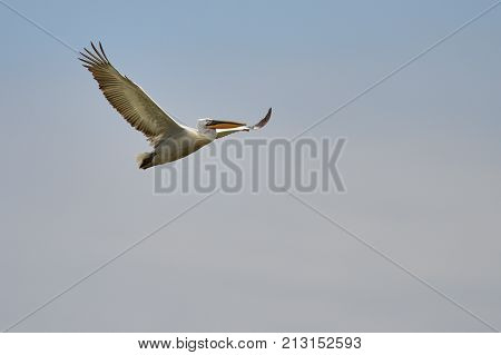 Pelican.
Pelicans are a genus of large water birds that makes up the family Pelecanidae. They are characterised by a long beak and a large throat pouch used for catching fishing.