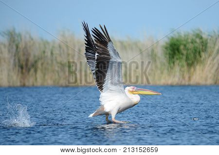 Pelican.
Pelicans are a genus of large water birds that makes up the family Pelecanidae. They are characterised by a long beak and a large throat pouch used for catching fishing.