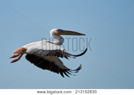Pelican.
Pelicans are a genus of large water birds that makes up the family Pelecanidae. They are characterised by a long beak and a large throat pouch used for catching fishing.