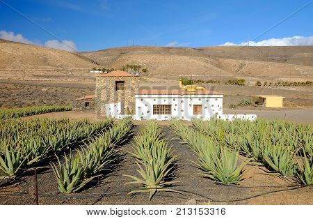 Aloe vera farm on the Canary Island Fuerteventura Spain.