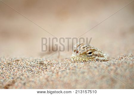 Phrynocephalus mystaceus.
Phrynocephalus mystaceus is a species of agamid lizard.