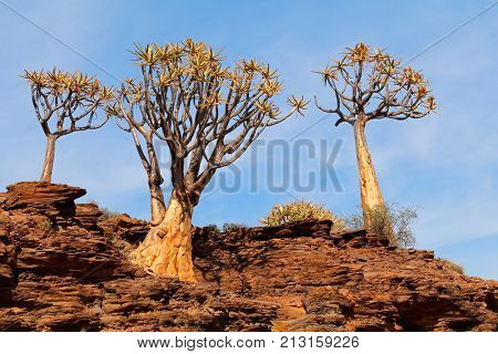 Landscape with rocky mountain and quiver trees (Aloe dichotoma), Northern Cape, South Africa 
