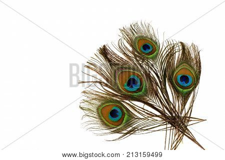 Beautiful peacock features isolated on white background