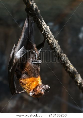 flying foxes in the wild nature close-up