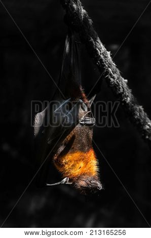 flying foxes in the wild nature close-up