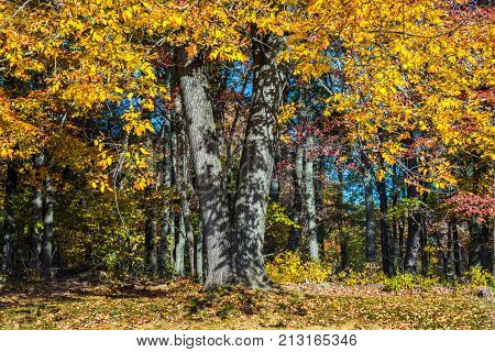 Vibrant Autumn leaves in Schooly's Mountain Park in Morris County New Jersey.