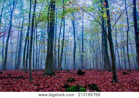 Foggy autumn Forest landscape in Siebengebirge Germany Nature fall Season