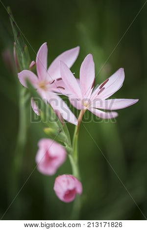 Beautiful Vibrant  Macro Image Of Tulipa Turkestanica Flower In Autumn Fall