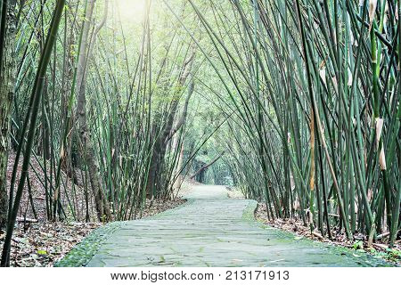 View of the small road in the city jungle park at day time. China