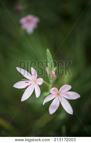 Beautiful Vibrant  Macro Image Of Tulipa Turkestanica Flower In Autumn Fall
