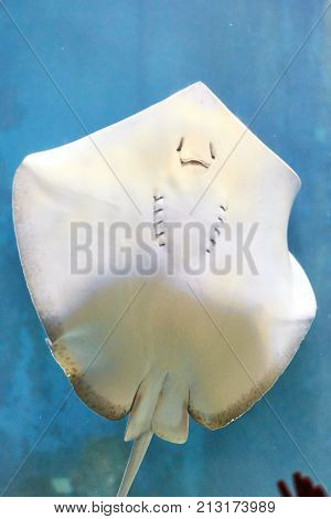 Common Stingray In The Aquarium Swimming In The Water