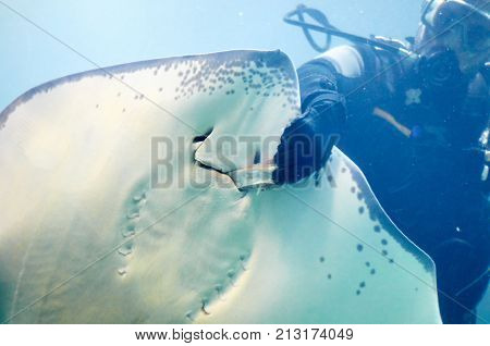 Scuba Diver Feeding Common Stingray In The Aquarium
