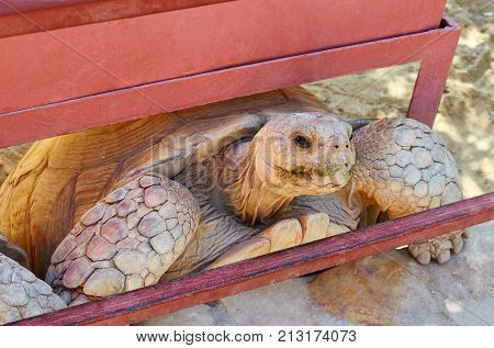Sand Turtle In The Zoo Waiting For Food