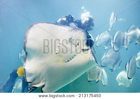 Scuba Diver Feeding Common Stingray In The Aquarium