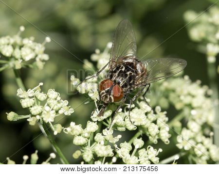 Fly in nature. macro . In the park in nature