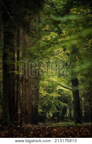 Autumn foliage in deciduous forest. Wildlifepark Dulmen, Germany.