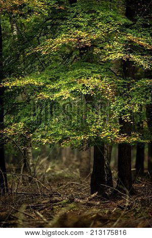 Autumn foliage in deciduous forest. Wildlifepark Dulmen, Germany.