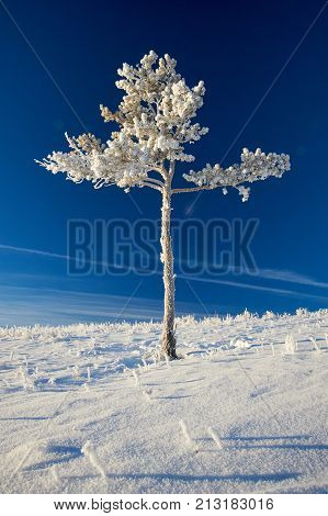 Winter in the Karkaraly Mountains.
Karkaraly mountains - a mountain range in the Karaganda region of Kazakhstan.