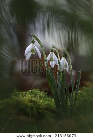 Bunch of snowdrops glowing in the sunlight after the rain.
