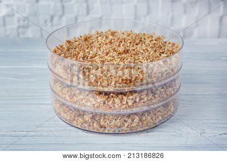 Sprouter with wheat grass seeds on wooden table