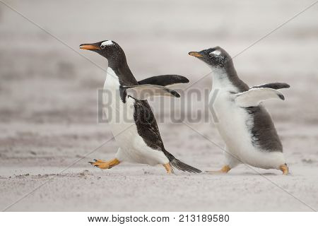 One young gentoo penguin running after the parent and asking for food