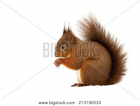 Red squirrel isolated on a white background, UK