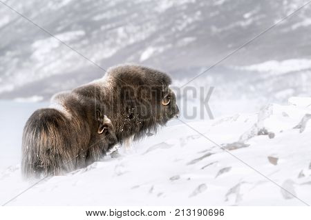 Musk Oxen standing in snow in Norway mountains
